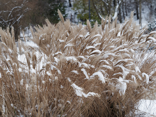 (Miscanthus sinensis 'Silver feather') Chinese silver grass or maiden silvergrass 'Silver feather' with graceful feathery foliage which turns a lovely wheat shade in the winter photo