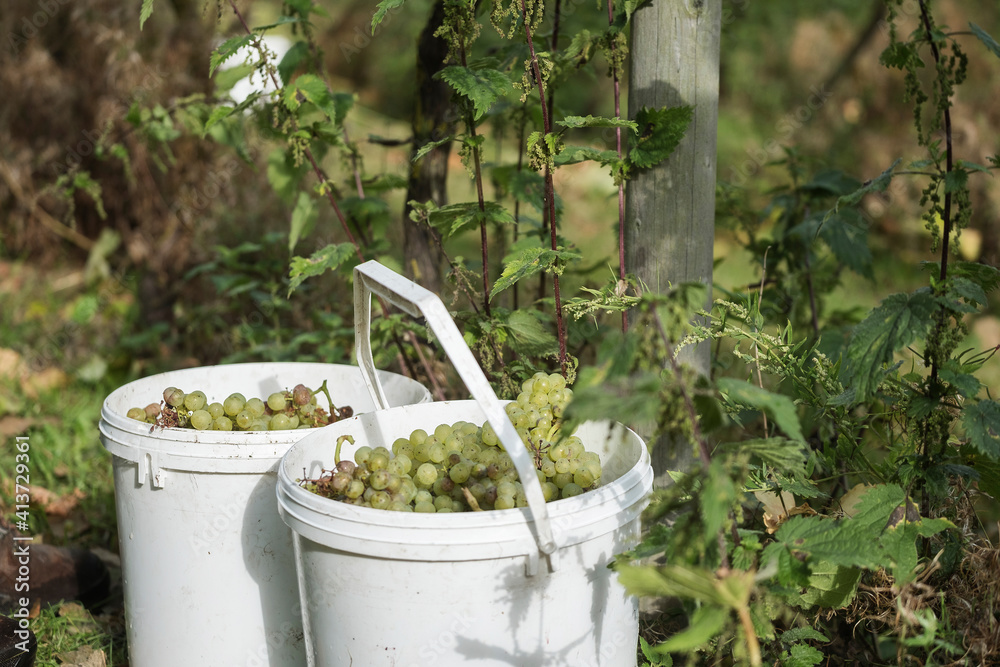 Bunch of grapes in buckets at vineyard Bunch of grapes in buckets at vineyard