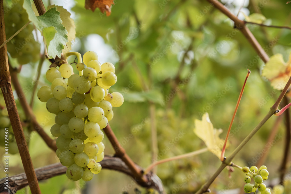 Bunch of fresh white grapes growing at vineyard Bunch of fresh white grapes growing at vineyard