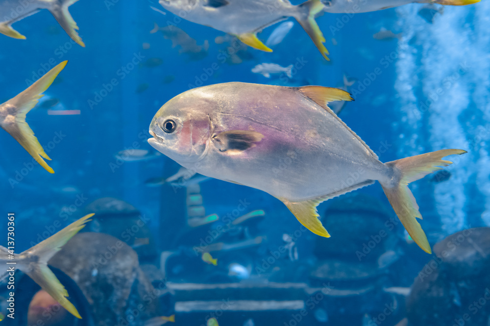 Naklejka premium Trachinotus blochii or snubnose pompano in Atlantis, Sanya, Hainan, China.. Pompanos are marine fishes in the genus Trachinotus in the family Carangidae (better known as