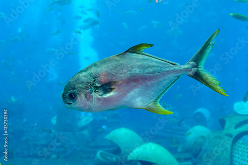 Fototapeta Naklejka Na Ścianę i Meble -  Trachinotus blochii or snubnose pompano in Atlantis, Sanya, Hainan, China.. Pompanos are marine fishes in the genus Trachinotus in the family Carangidae (better known as 
