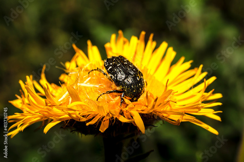 Tropinota Squalida Beetle in Sardinia, Macro Photography, Close Up Photography photo