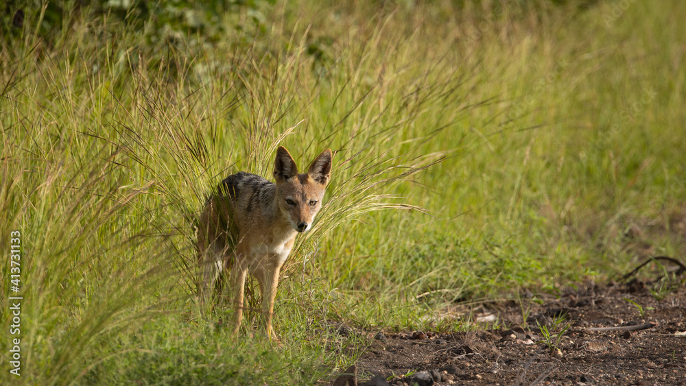 Black-backed jackal Black-backed jackal
