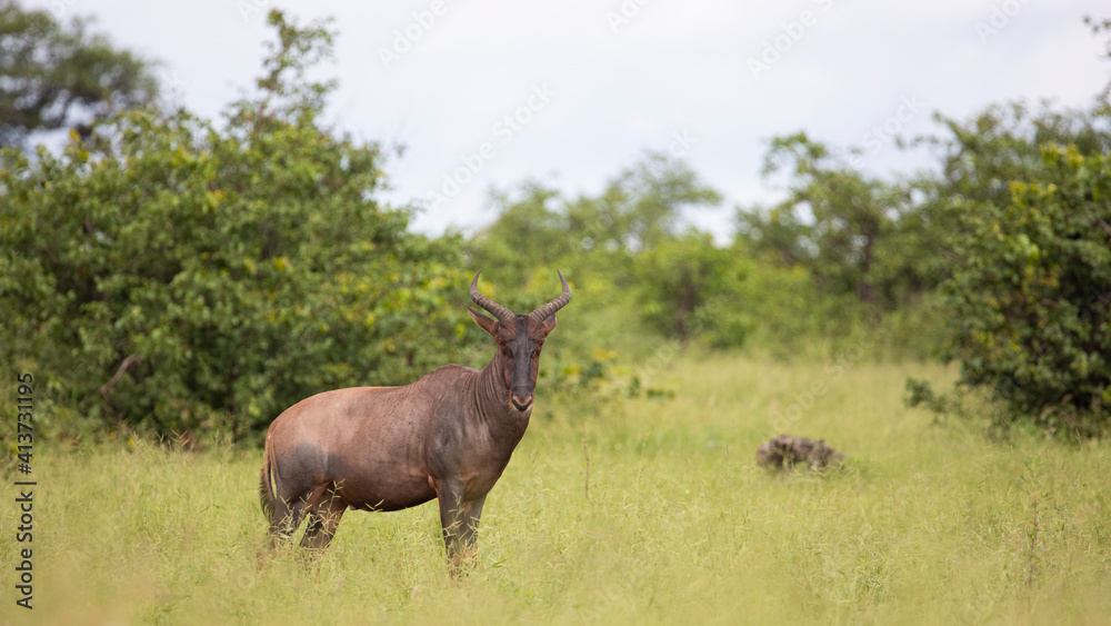 Tsessebe in the bushveld Tsessebe in the bushveld