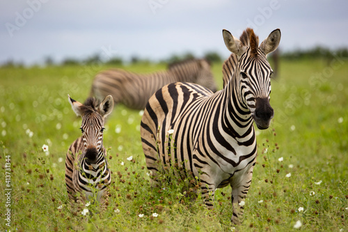 zebra mother and baby in the wild