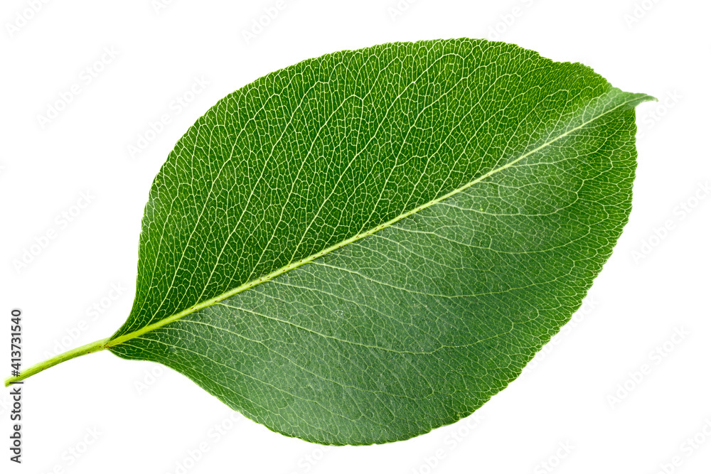 Obraz premium Green pear leaf isolated on white background.