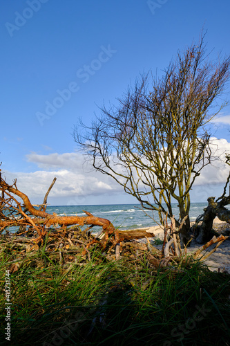 Lichtstimmung im Darßer Urwald und am Darßer Weststrand, Nationalpark Vorpommersche Boddenlandschaft, Mecklenburg Vorpommern, Deutschland photo