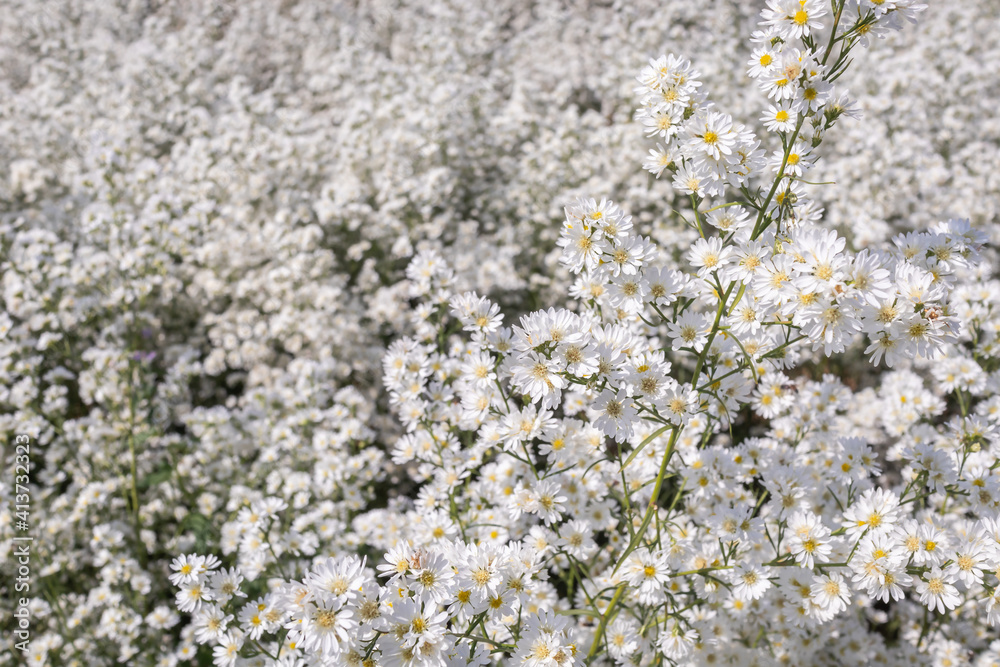 Beautiful white cutter flowers blooming in the garden. Beautiful white cutter flowers blooming in the garden.