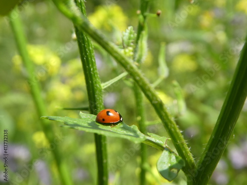 Marienkäfer in seinem natürlichen Lebensraum