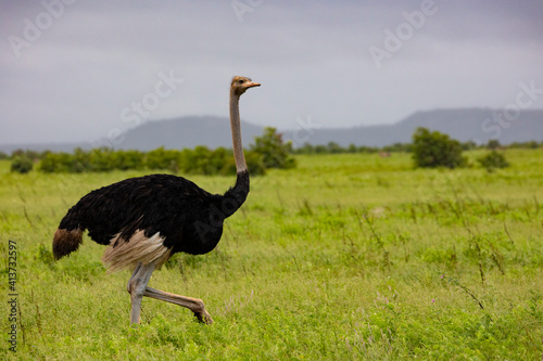 male ostrich