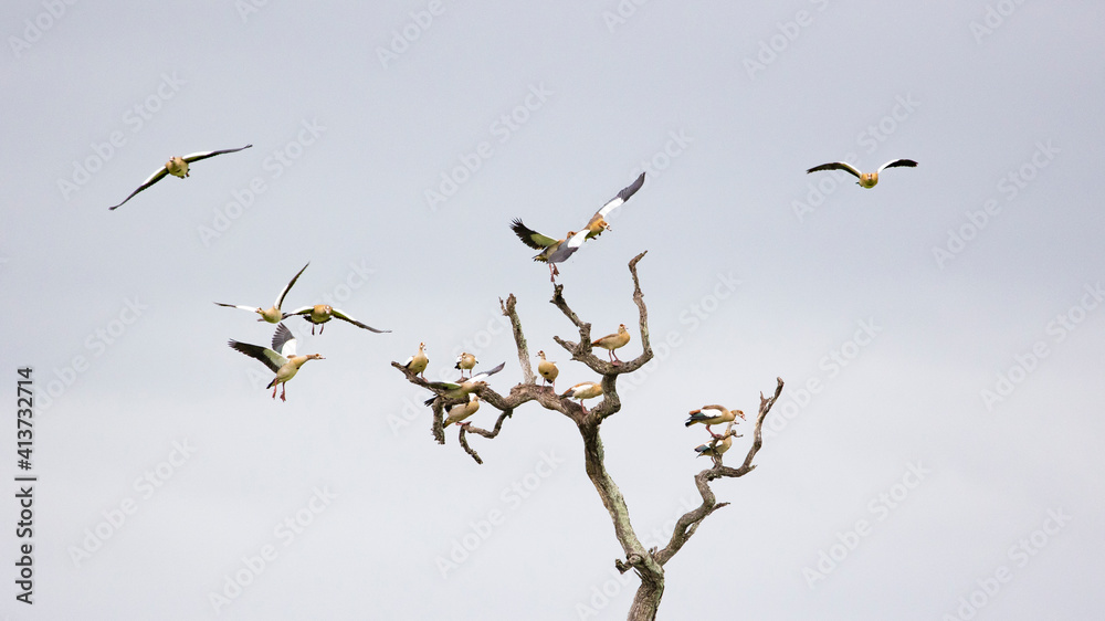 Egyptian geese in flight Egyptian geese in flight