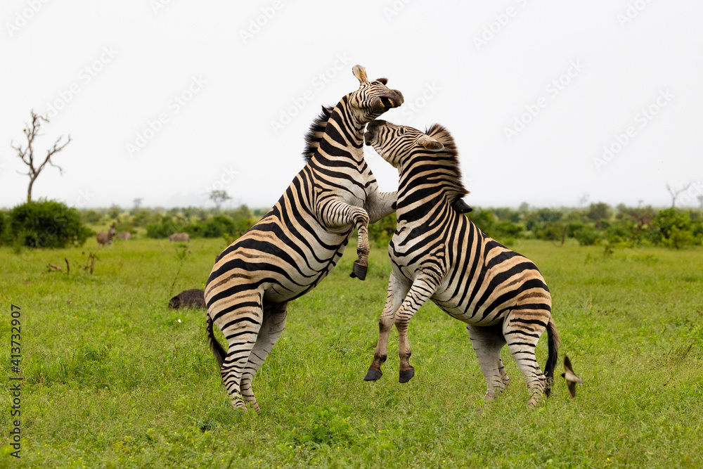 Fototapeta premium Zebras fighting