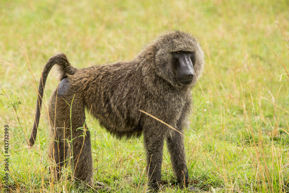 Baboon standing on field at Serengeti National Park Baboon standing on field at Serengeti National Park