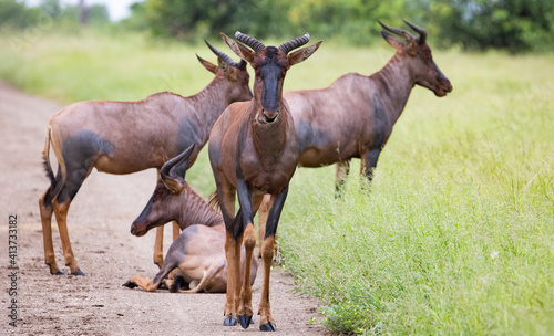 Small herd of tsessebe photo