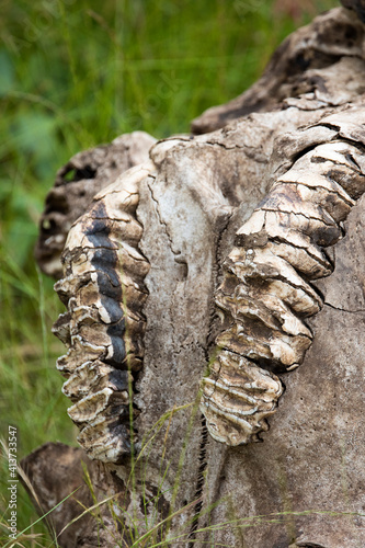 elephant skull