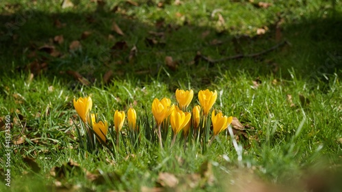Wallpaper Mural Yellow Crocus in Spring  Torontodigital.ca