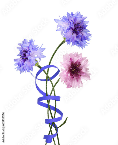 Purple and pink knapweed fl...