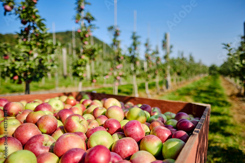 Apples in tractor trailer at orchard photo