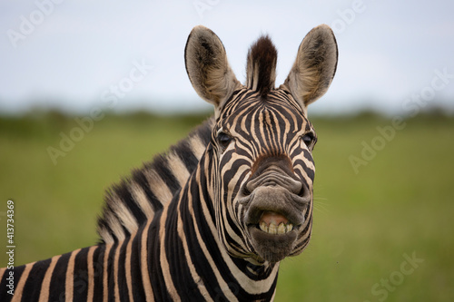 zebra showing his teeth