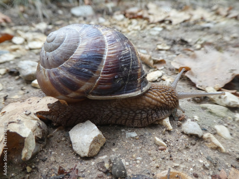 Weinbergschnecke kriecht über den Boden Weinbergschnecke kriecht über den Boden