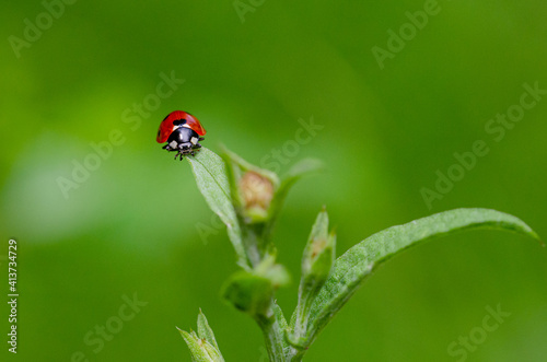 Little ladybug on the grass