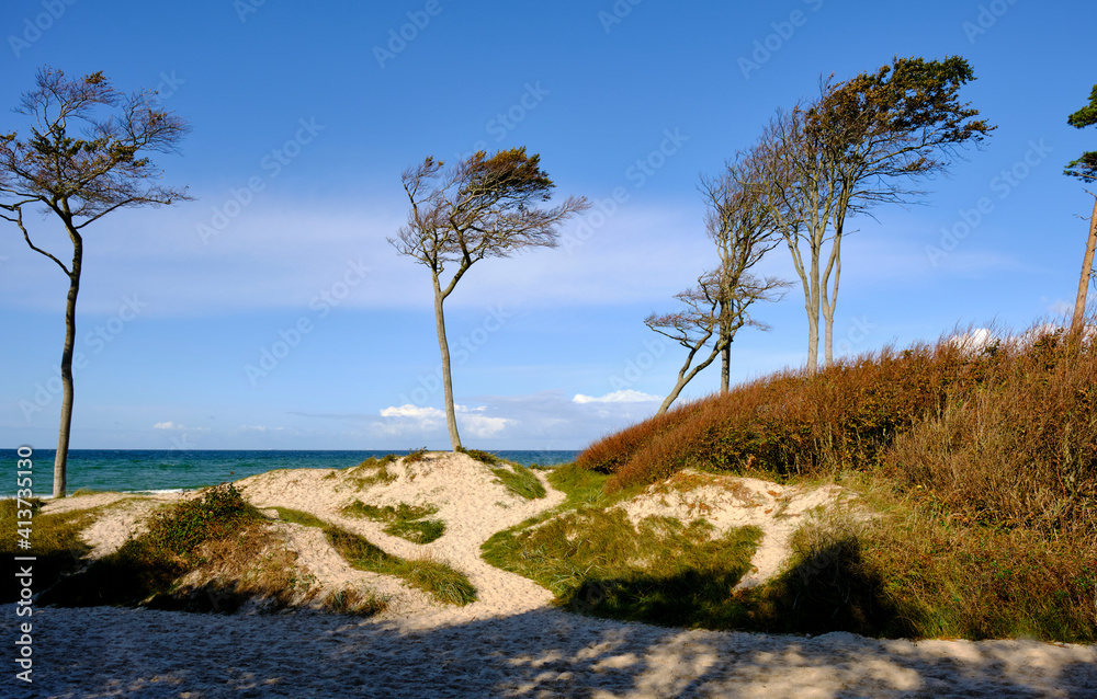 Lichtstimmung im Darßer Urwald und am Darßer Weststrand, Nationalpark Vorpommersche Boddenlandschaft, Mecklenburg Vorpommern, Deutschland Lichtstimmung im Darßer Urwald und am Darßer Weststrand, Nationalpark Vorpommersche Boddenlandschaft, Mecklenburg Vorpommern, Deutschland