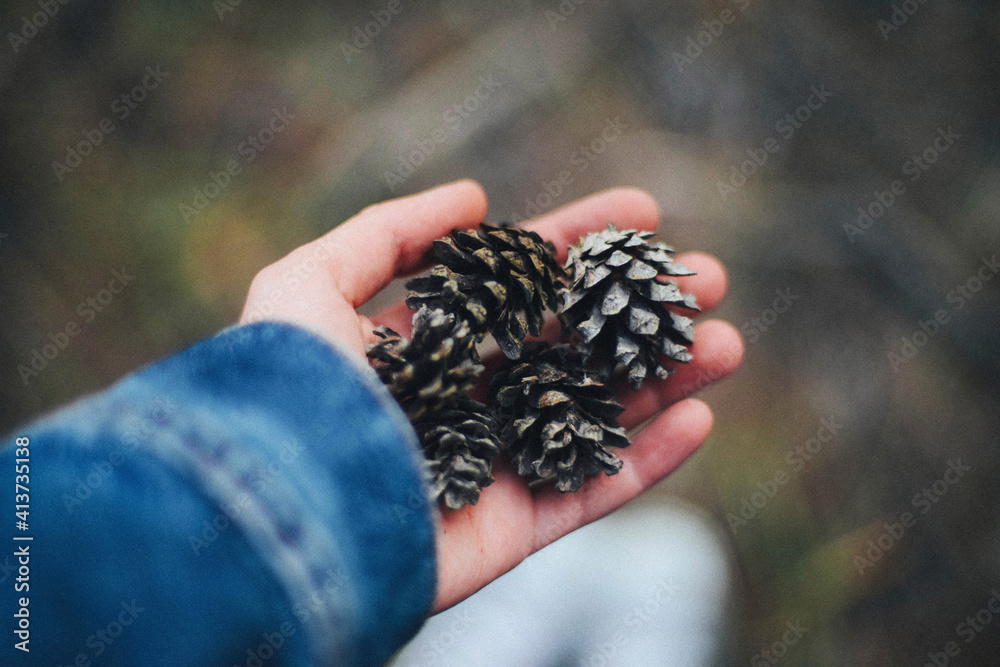 Cropped hand of woman holding pine cones in forest Cropped hand of woman holding pine cones in forest