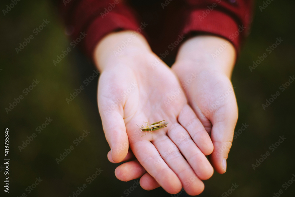 Cropped hands of boy holding insect on field Cropped hands of boy holding insect on field