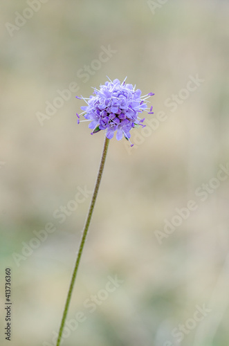 Knautia arvensis