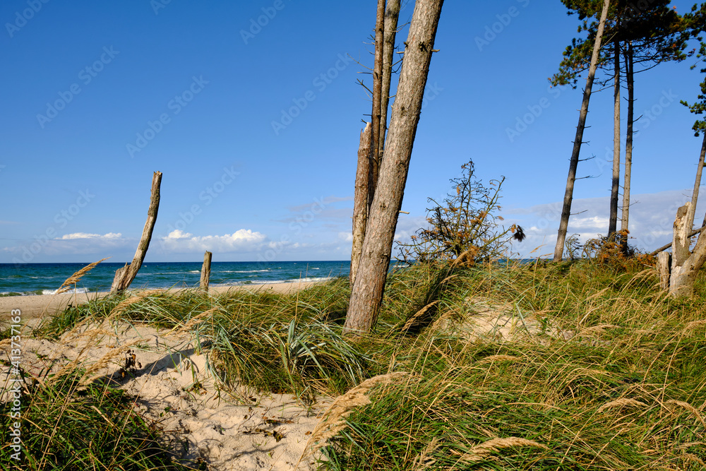 Lichtstimmung im Darßer Urwald und am Darßer Weststrand, Nationalpark Vorpommersche Boddenlandschaft, Mecklenburg Vorpommern, Deutschland