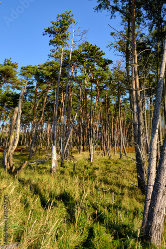 Lichtstimmung im Dar  er Urwald und am Dar  er Weststrand  Nationalpark Vorpommersche Boddenlandschaft  Mecklenburg Vorpommern  Deutschland