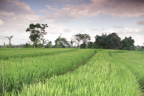 green field and sky