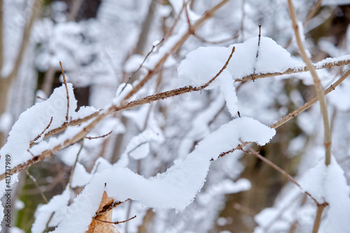 snowy winter trees © tugolukof