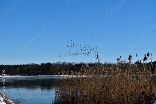 A flock of migrating birds over a frozen lake in the Netherlands with wild reeds in the foreground