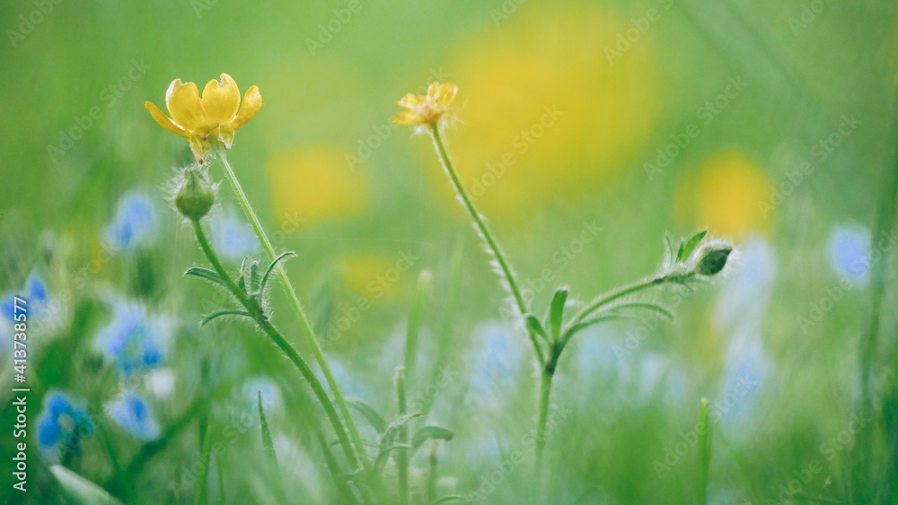Fototapeta premium Frühling 
