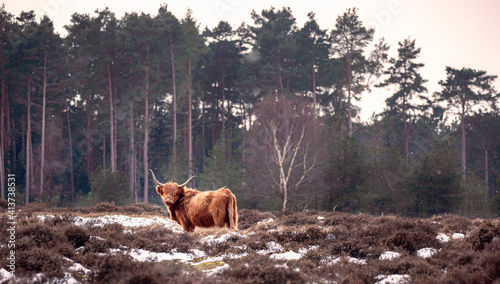 Watchful Grazer