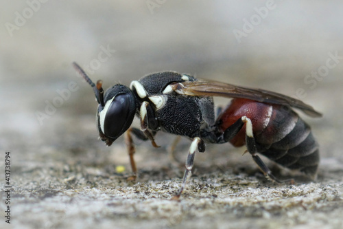 Closeup of a colorful masked bee , Hylaeus meridionalis from Gard, France photo