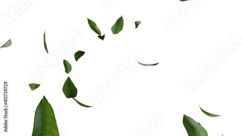 3D animation of green tea leaves flow with alpha layer