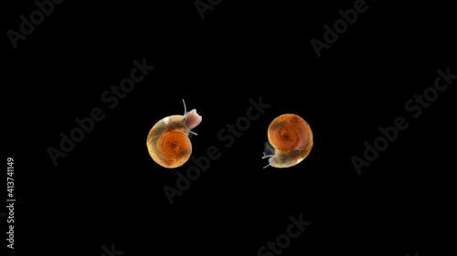 Snail Planorbis sp., Family Planorbidae, order Pulmonata. They live in fresh water and are intermediate hosts of dangerous human parasites. Sample found in the Volga River photo