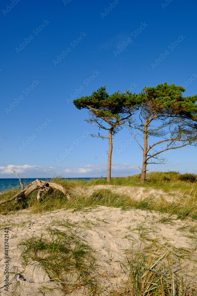 Obraz premium Lichtstimmung im Darßer Urwald und am Darßer Weststrand, Nationalpark Vorpommersche Boddenlandschaft, Mecklenburg Vorpommern, Deutschland