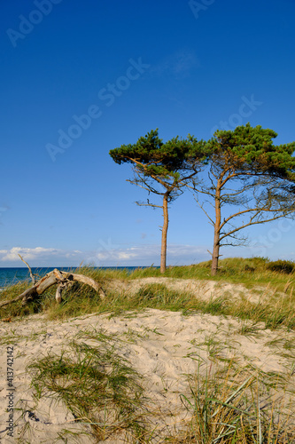 Lichtstimmung im Darßer Urwald und am Darßer Weststrand, Nationalpark Vorpommersche Boddenlandschaft, Mecklenburg Vorpommern, Deutschland photo