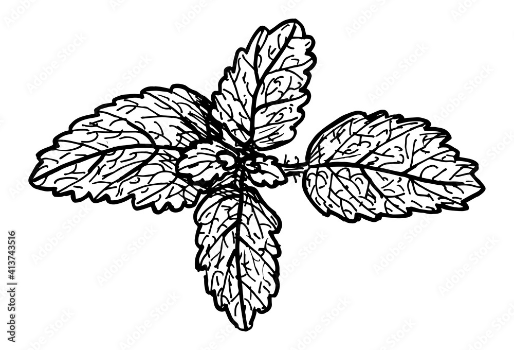 Sketch outline drawing of a mint bush