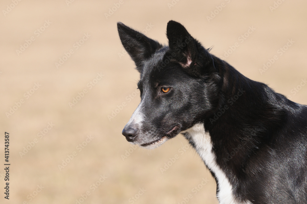 American Border Collie portrait American Border Collie portrait