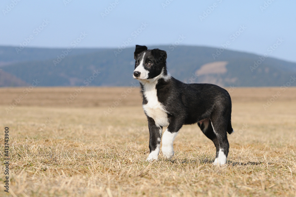 American Border Collie puppy 8 weeks stands in the field 