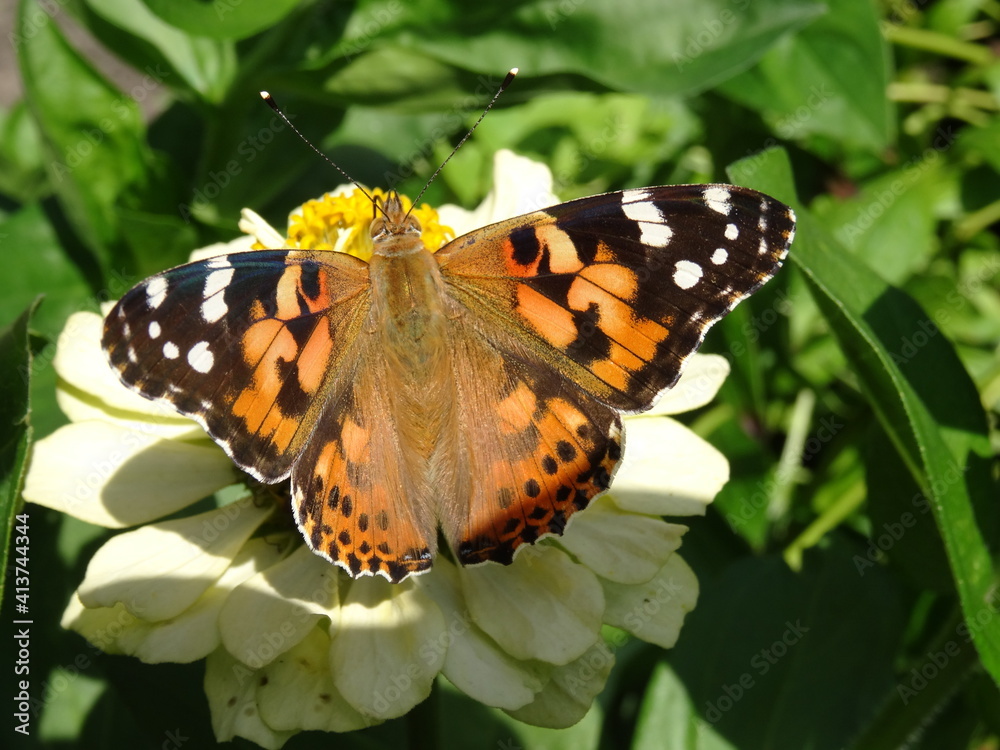 The painted lady (Vanessa cardui) on a zinnia flower. The painted lady (Vanessa cardui) on a zinnia flower.