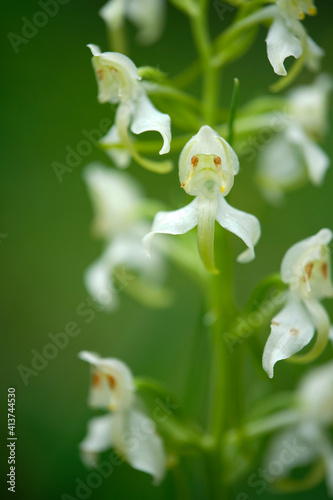 Grünliche Waldhyazinthe, Platanthera chlorantha photo