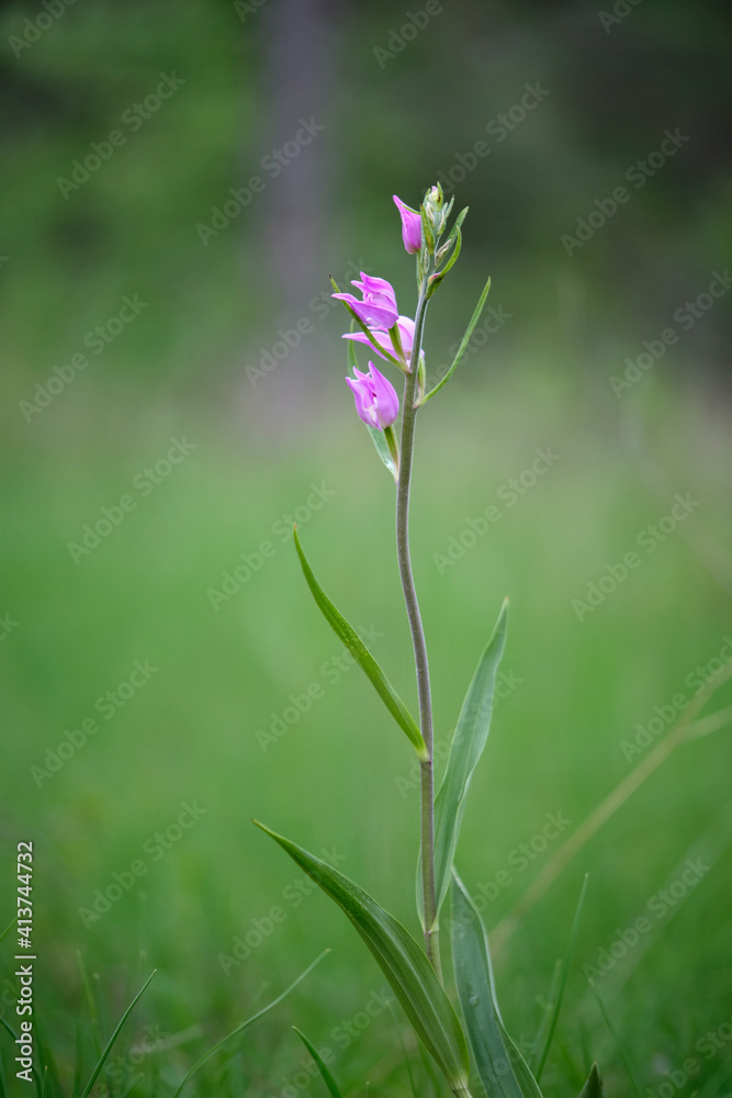 Naklejka premium Rote Waldvöglein, Purpur-Waldvöglein, Cephalanthera rubra
