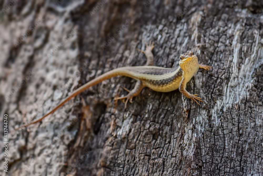 African Striped Skink - Trachylepis striata, beautiful common lizard from African woodlands and gardens, Zanzibar, Tanzania. African Striped Skink - Trachylepis striata, beautiful common lizard from African woodlands and gardens, Zanzibar, Tanzania.