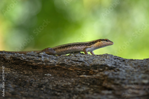 African Striped Skink - Trachylepis striata, beautiful common lizard from African woodlands and gardens, Zanzibar, Tanzania. photo