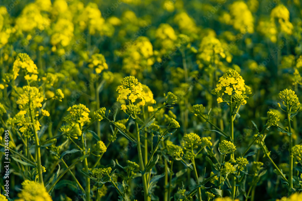 Small yellow young colza flower with green stalks Small yellow young colza flower with green stalks